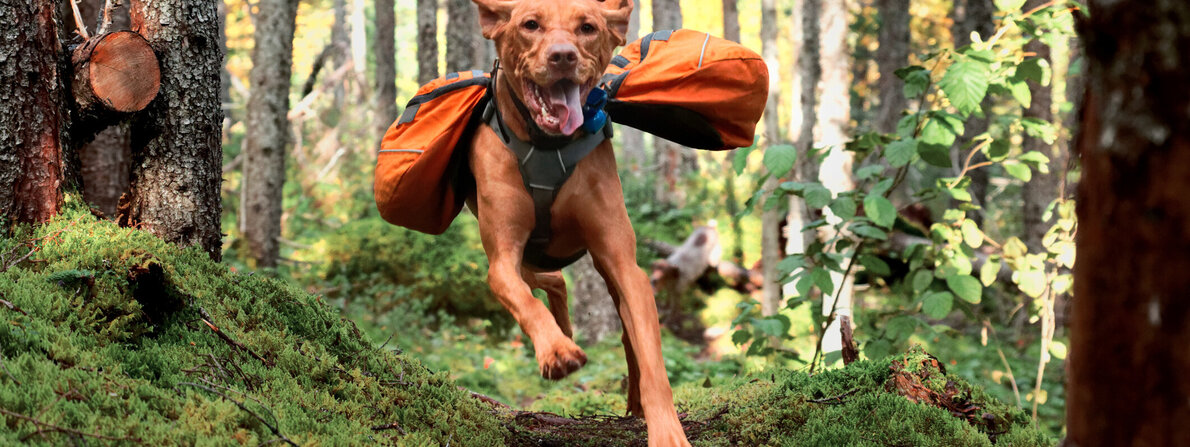 tier_hund.jpg tier_hund.jpg