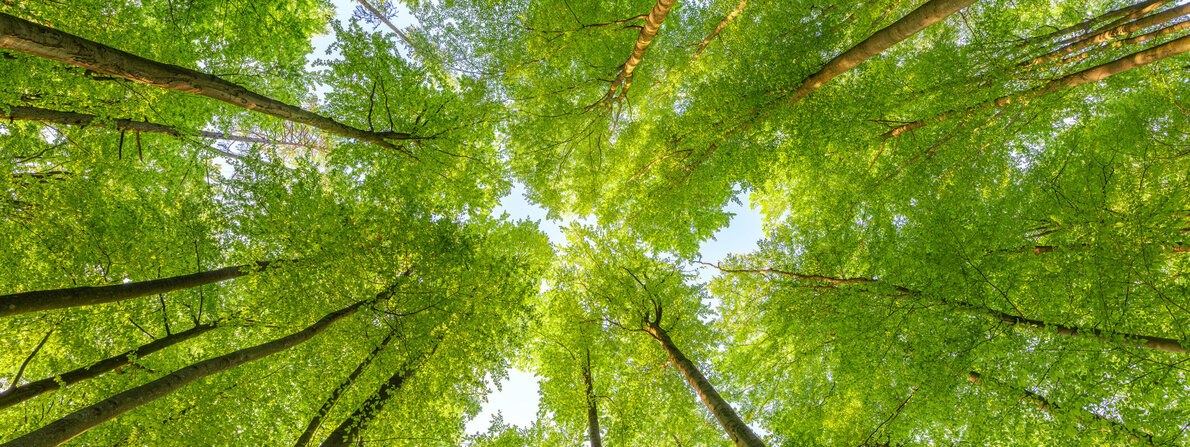 wald_baeume.jpg wald_baeume.jpg