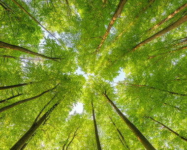 wald_baeume.jpg wald_baeume.jpg