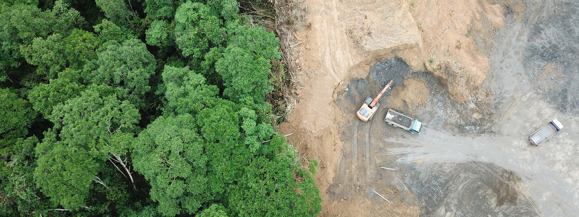 regenwald.jpg regenwald.jpg