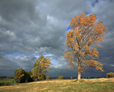 herbstbaum.jpg herbstbaum.jpg