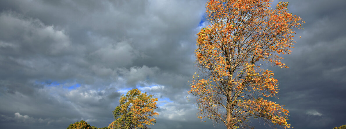 herbstbaum.jpg herbstbaum.jpg